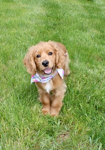 Skye