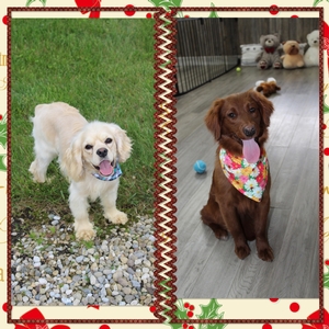 Christmas Pups- Ladybug/Thor