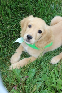 Koda