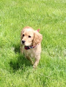 Arlo