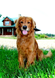 Mini Golden Retrievers in Ohio - Mini Fairytail Golden Retrievers