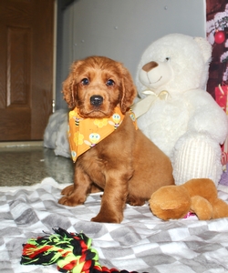 Murphy