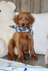 Jovi
