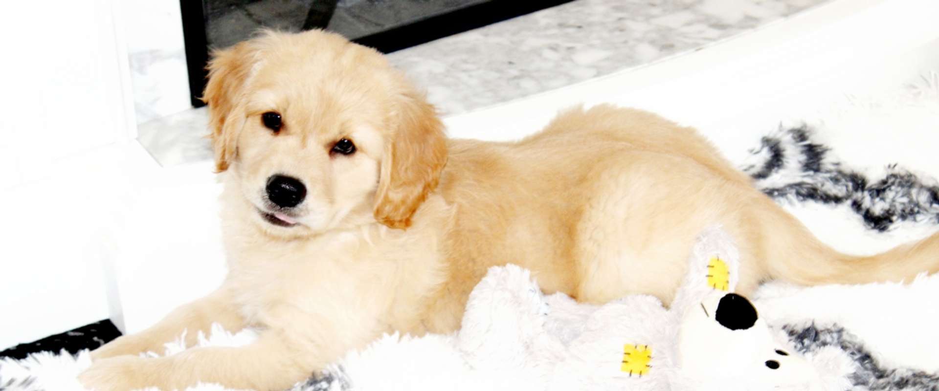 Mini Golden Retrievers in Ohio - Mini Fairytail Golden Retrievers