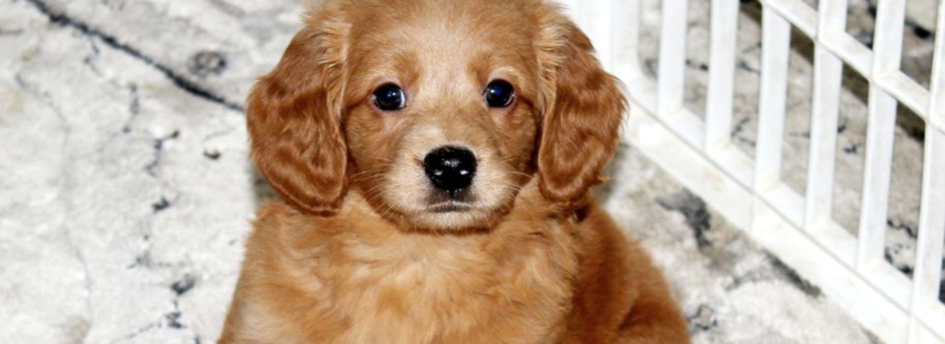 Mini Fairytail Golden Retrievers Litters