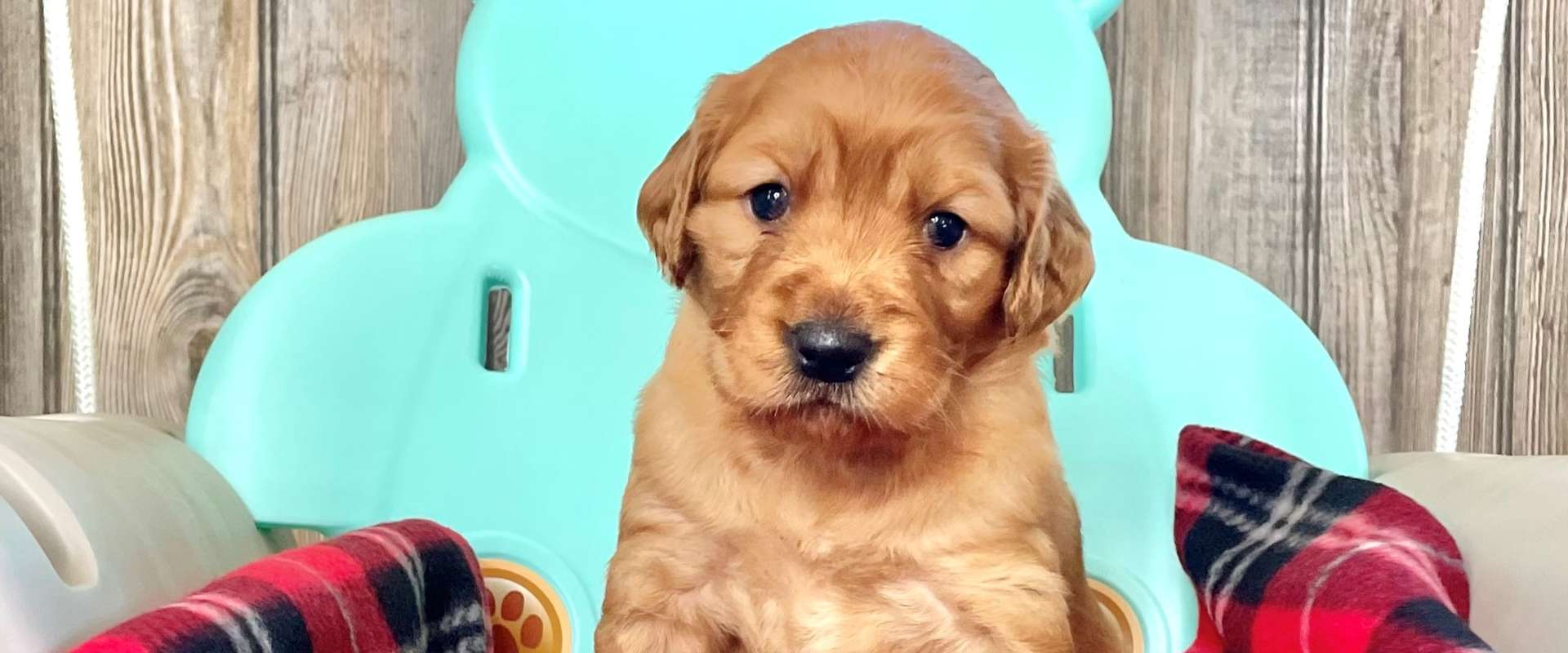 Mini Golden Retrievers in Ohio - Mini Fairytail Golden Retrievers