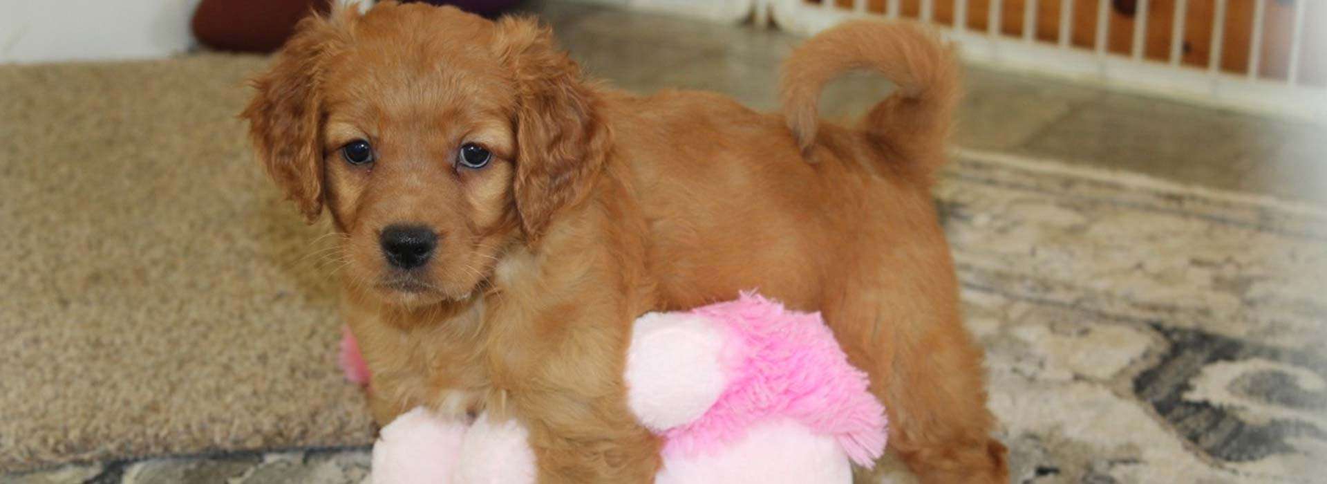 Mini Fairytail Golden Retrievers Sold Litters