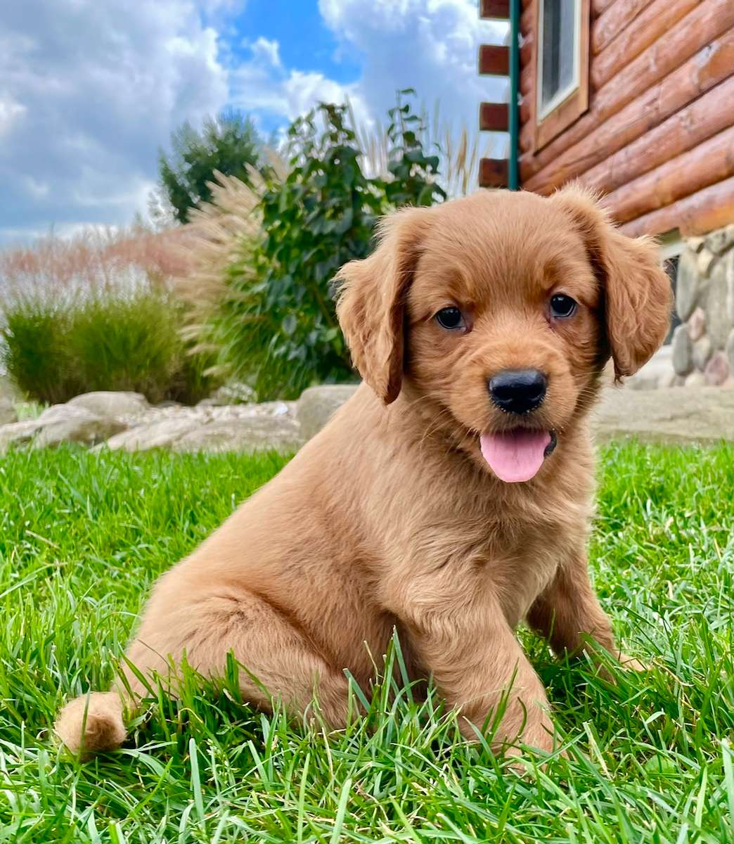 Petite store golden retriever