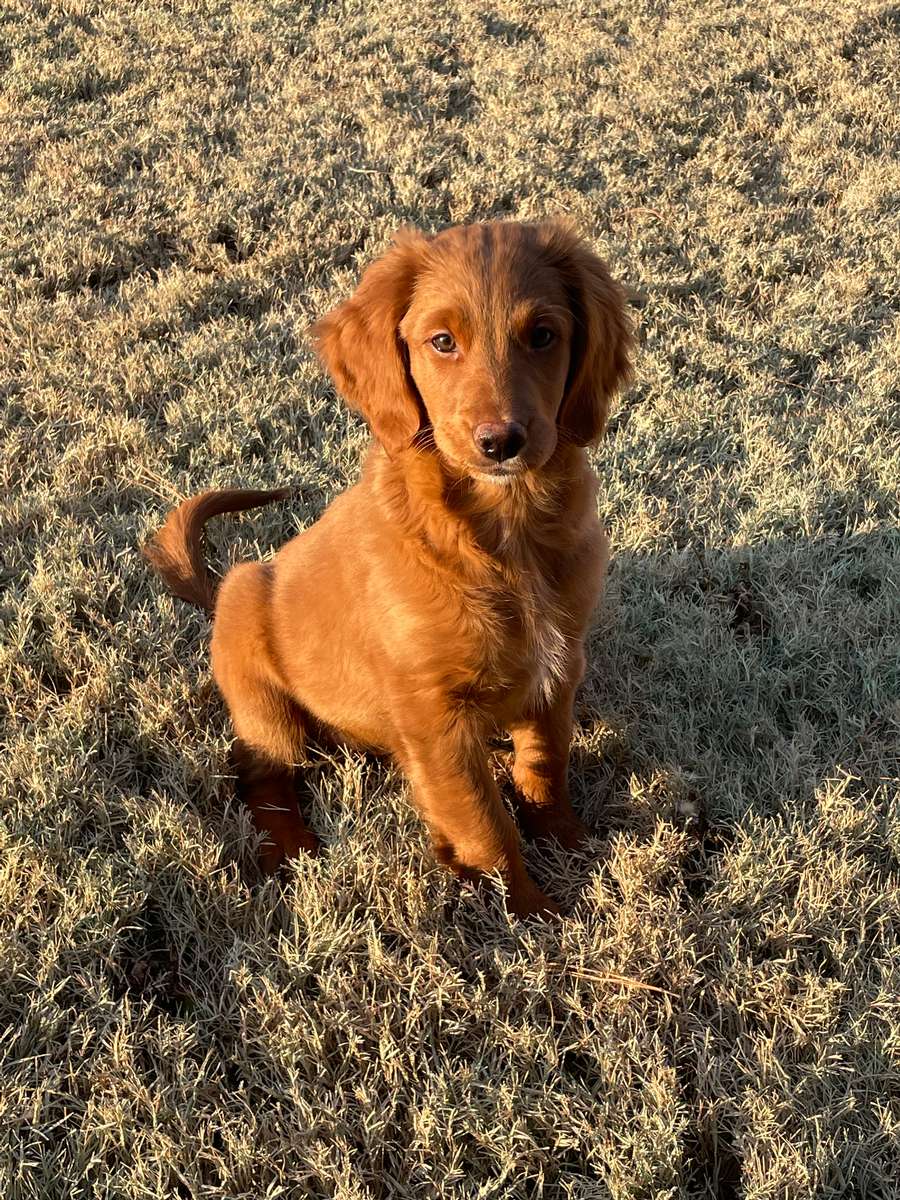 Small golden sale retriever mix