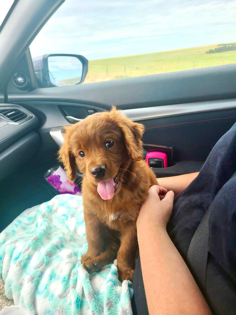 Mini Golden Retrievers in Ohio - Mini Fairytail Golden Retrievers