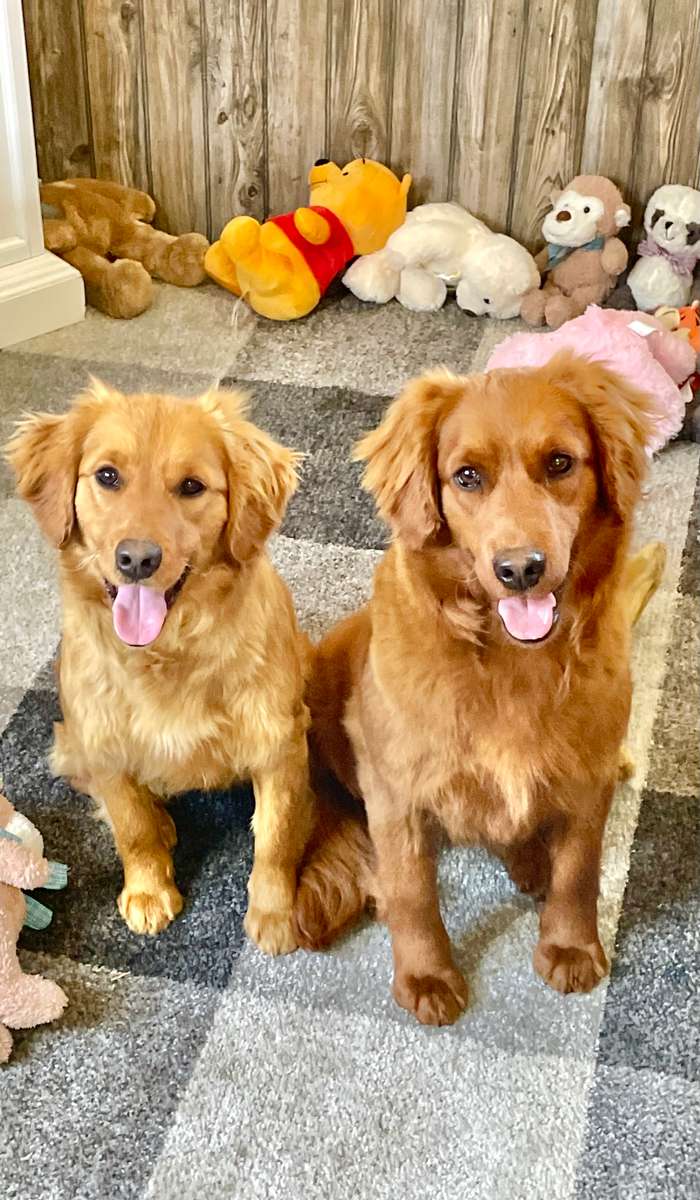 Petite store golden retrievers