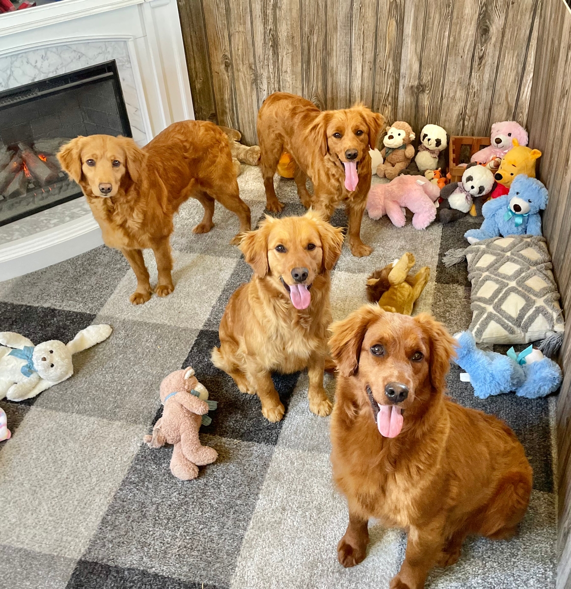 full sized golden retrievers