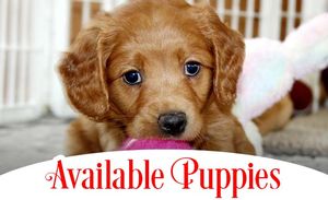 Available Puppies