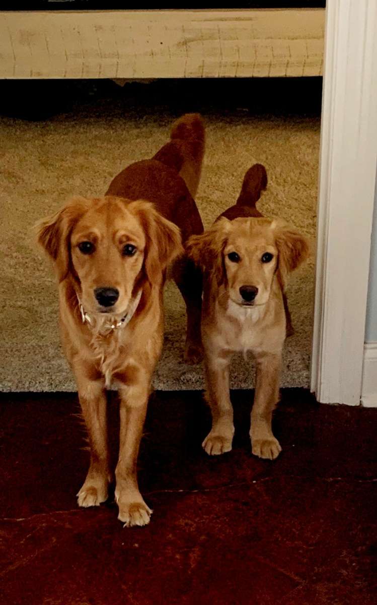 full grown teacup golden retriever