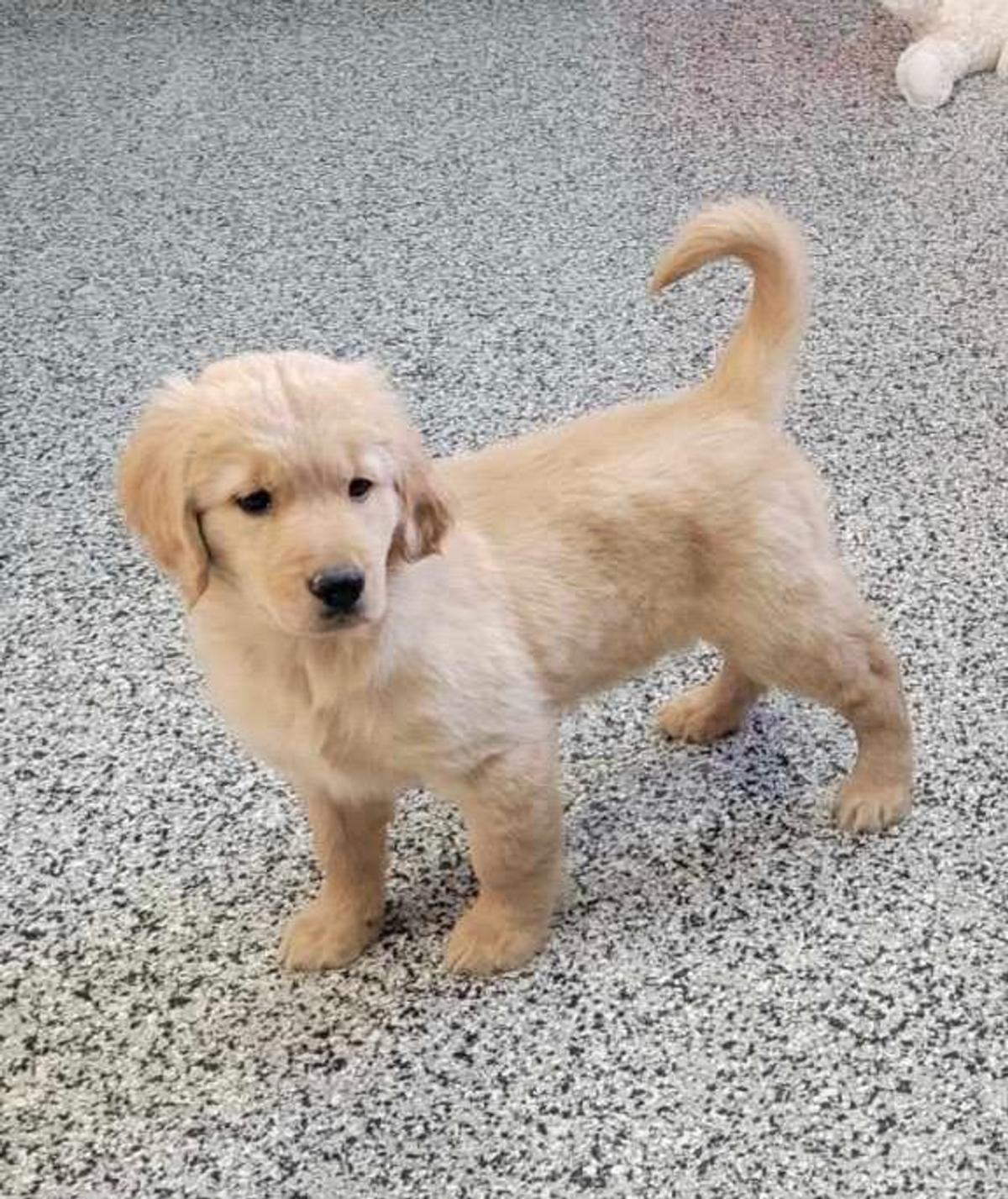 Golden retrievers that shop stay small forever