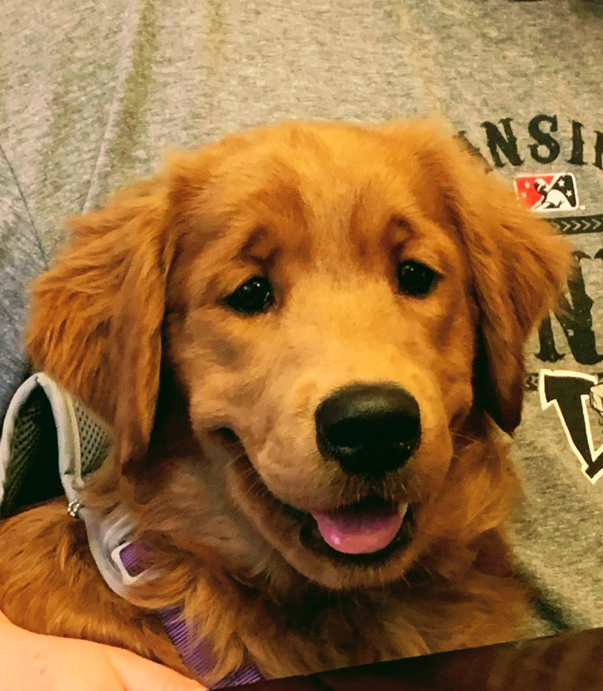 Mini Golden Retrievers in Ohio - Mini Fairytail Golden Retrievers