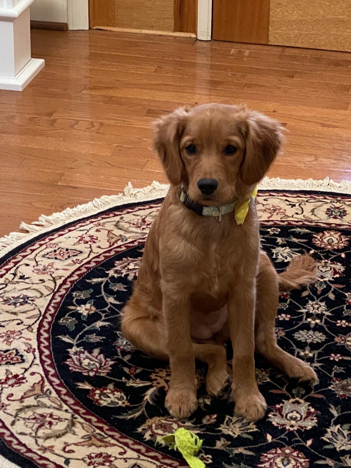 full grown teacup golden retriever