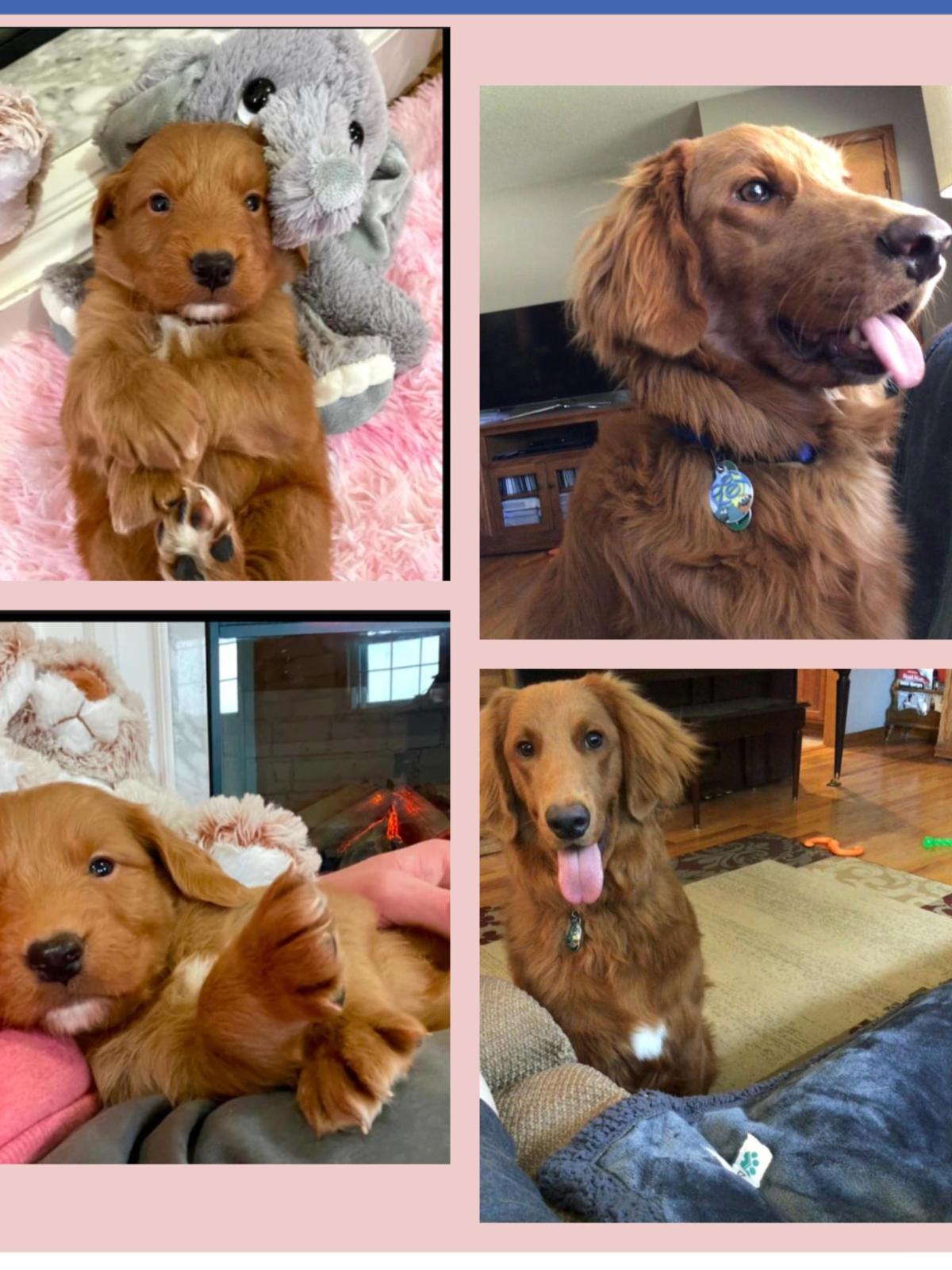 Mini Golden Retrievers in Ohio - Mini Fairytail Golden Retrievers