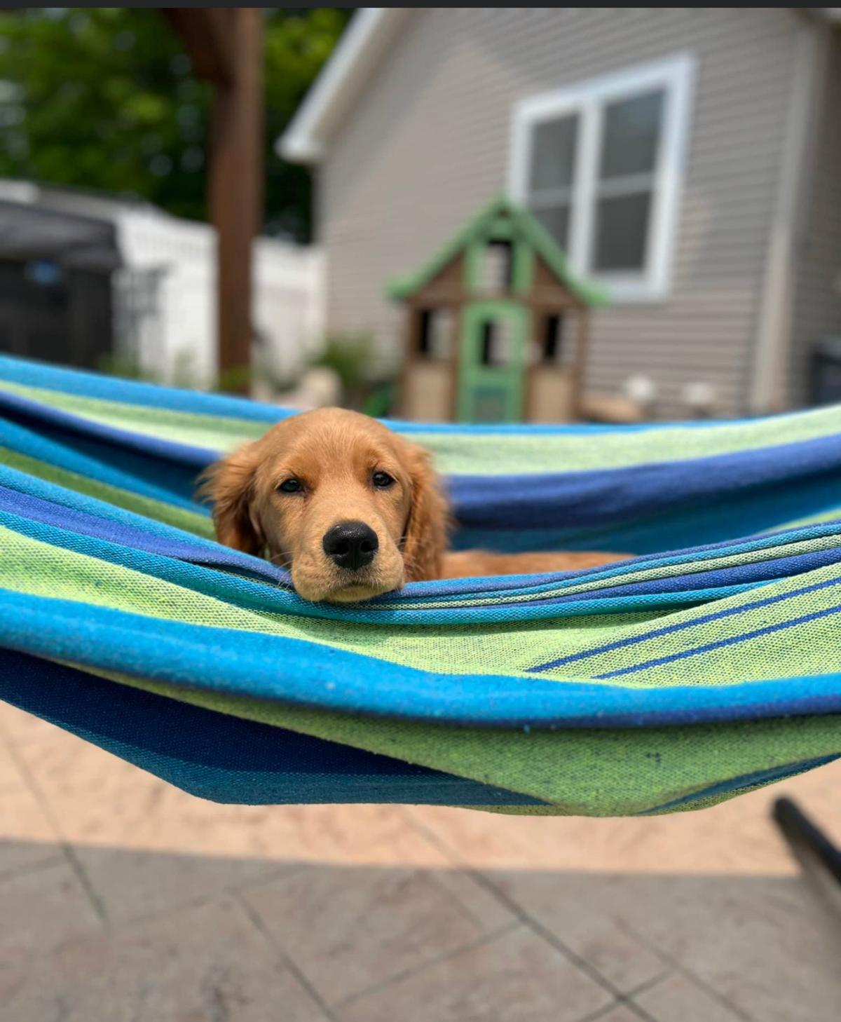 Mini Golden Retrievers in Ohio - Mini Fairytail Golden Retrievers