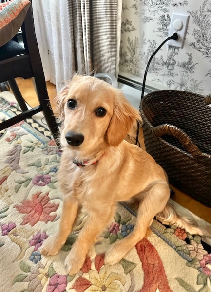 Mini Golden Retrievers in Ohio - Mini Fairytail Golden Retrievers