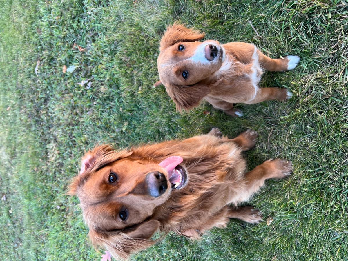 Mini Golden Retrievers in Ohio - Mini Fairytail Golden Retrievers