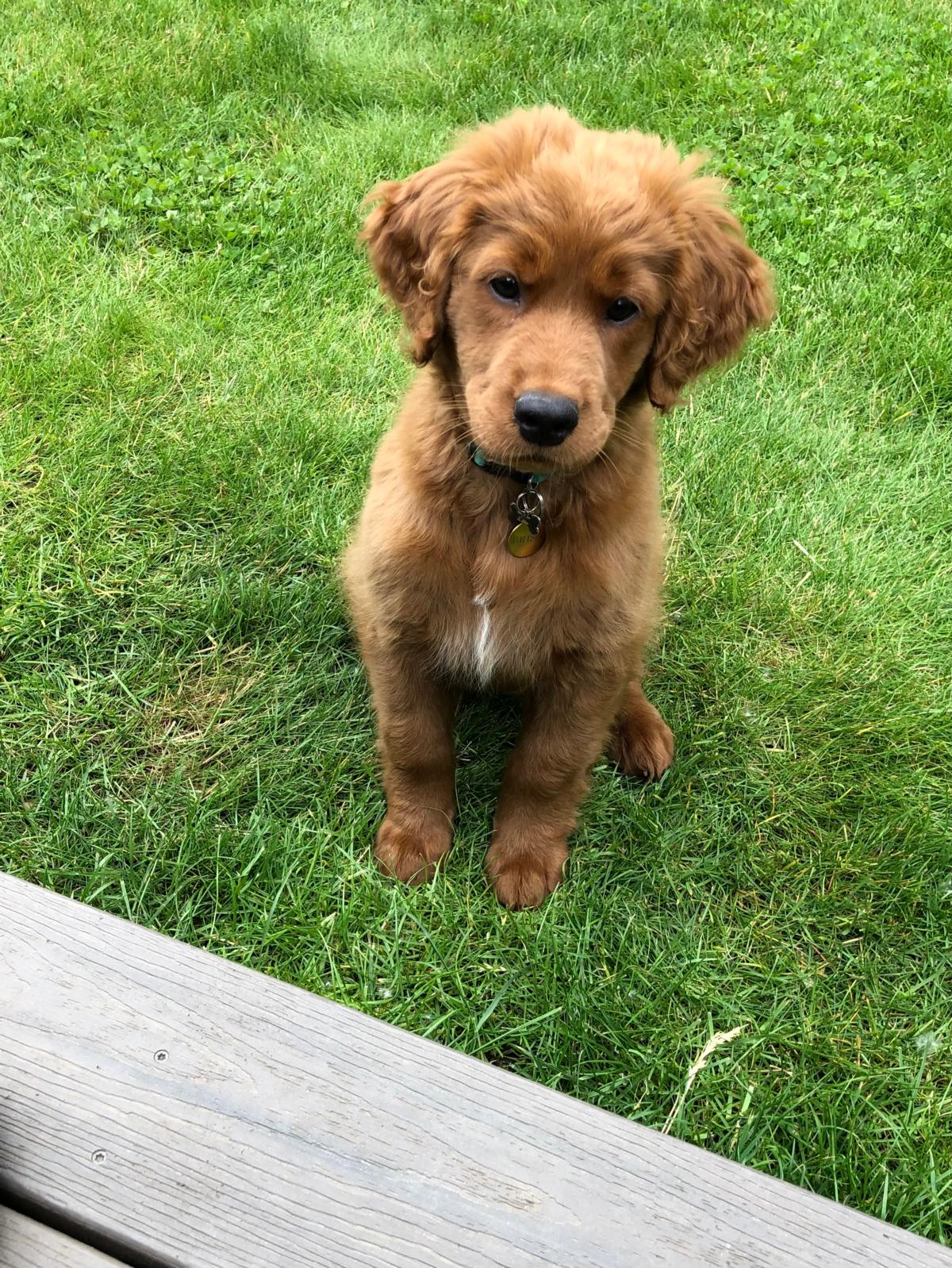 Mini Golden Retrievers in Ohio - Mini Fairytail Golden Retrievers